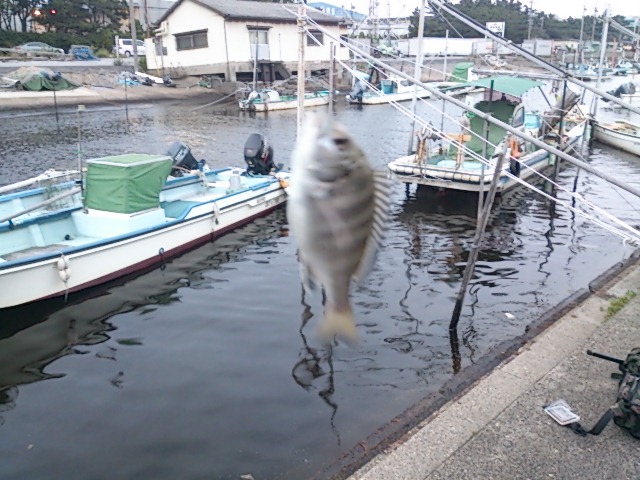 千葉県の釣りスポットガイド　市川漁港