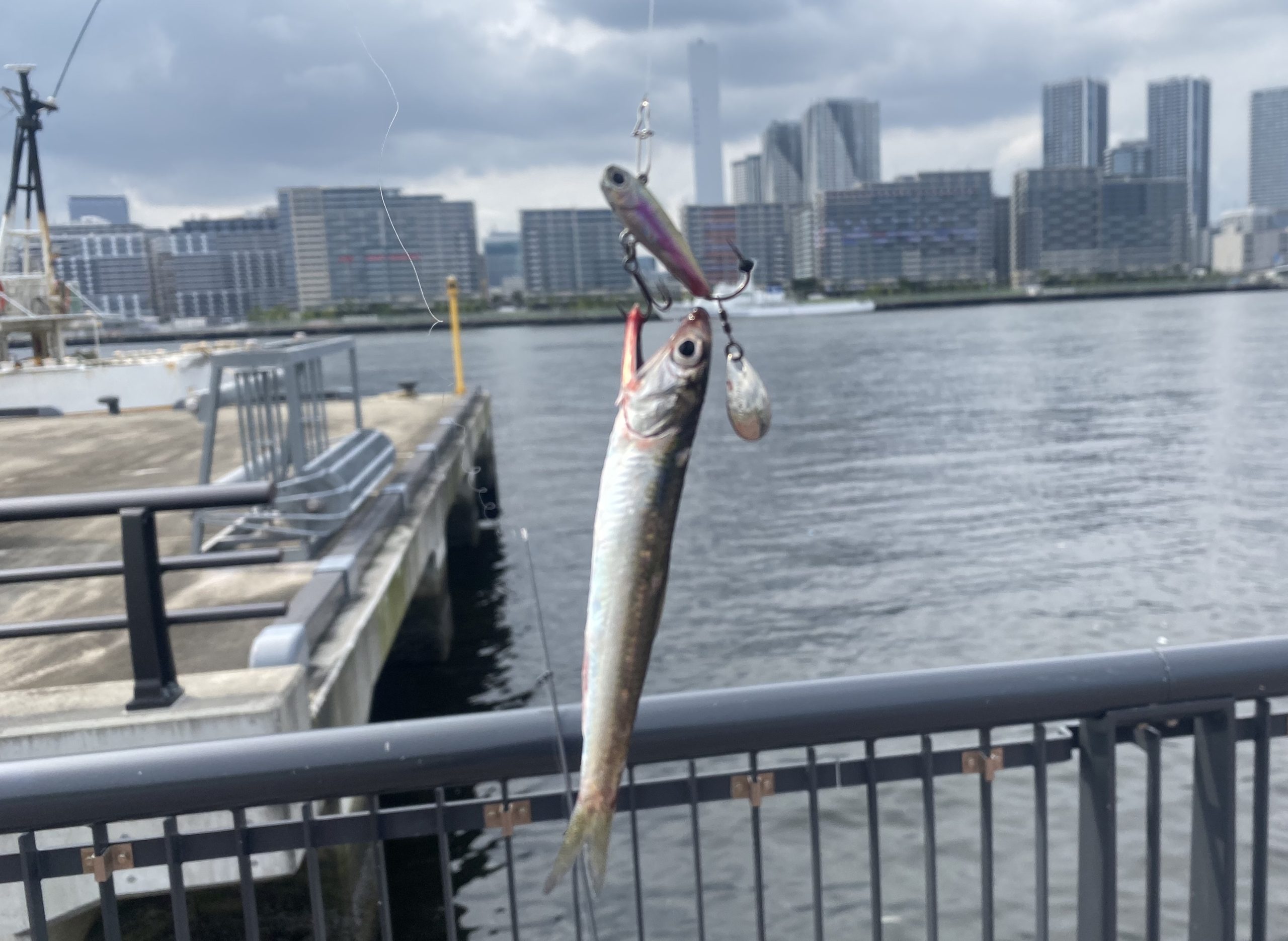 イガジグスピン 釣果 イワシ