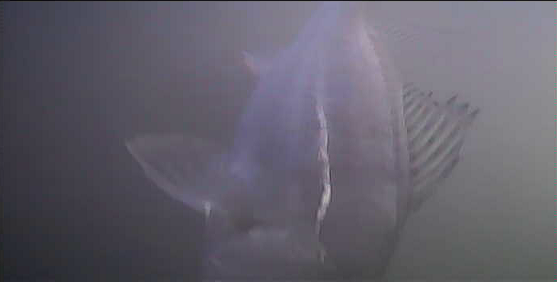 西葛西 中川 首都高速下 水中写真 シーバス