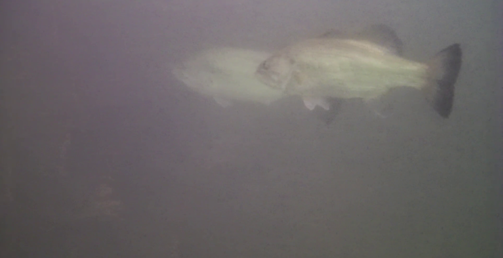 津久井湖 観光センター下 バス釣り