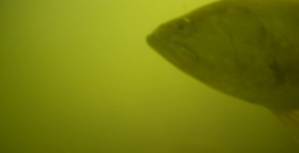 津久井湖 バス釣り 寺下