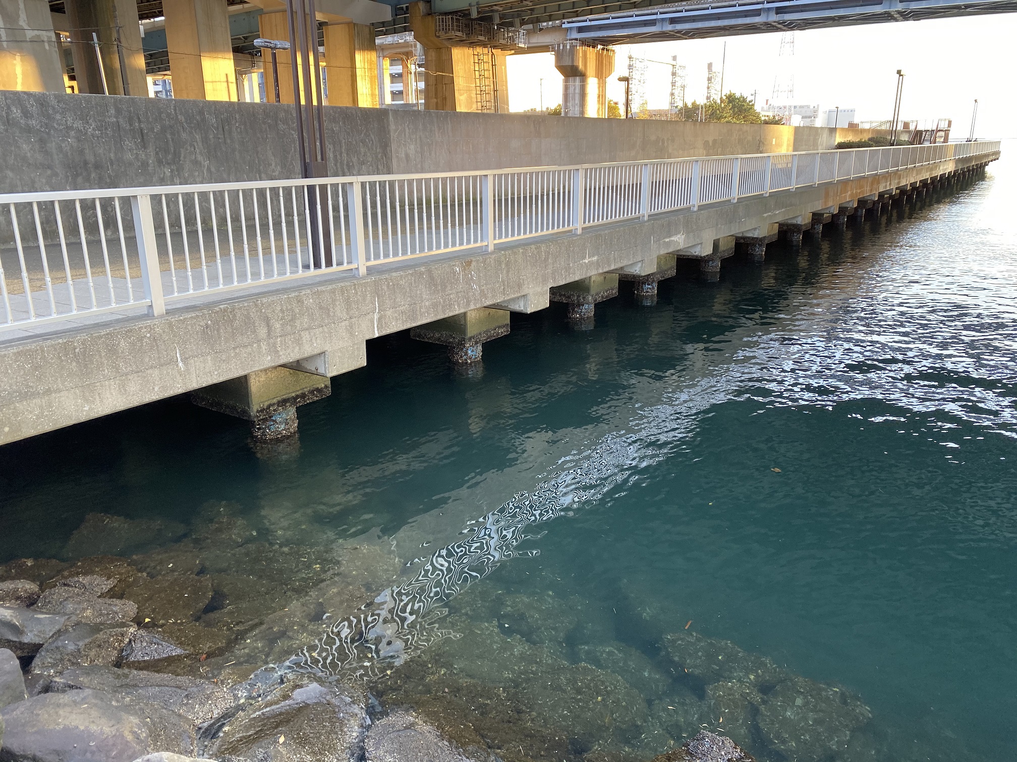 船橋港親水公園