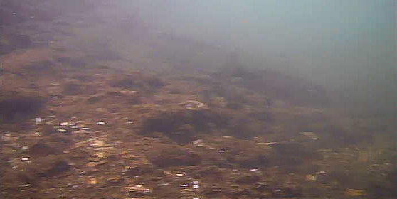 谷津 若松公園 水中写真 クロダイ