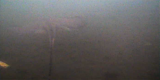 船橋港親水公園　水中写真