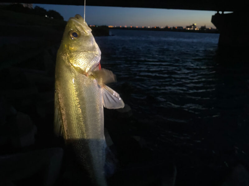 市川 さくら堤公園 釣り