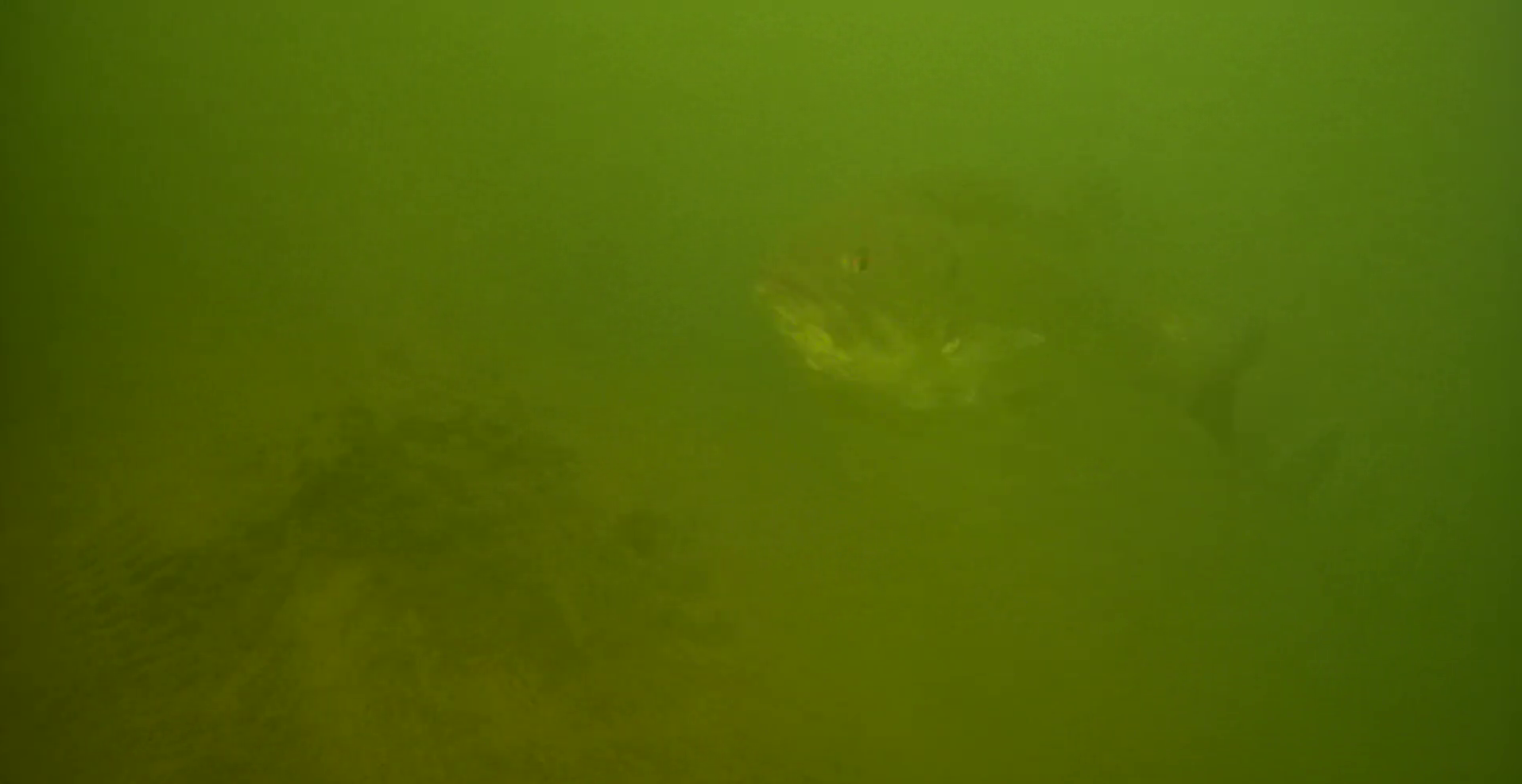横利根閘門ふれあい公園　水中写真　ブラックバス