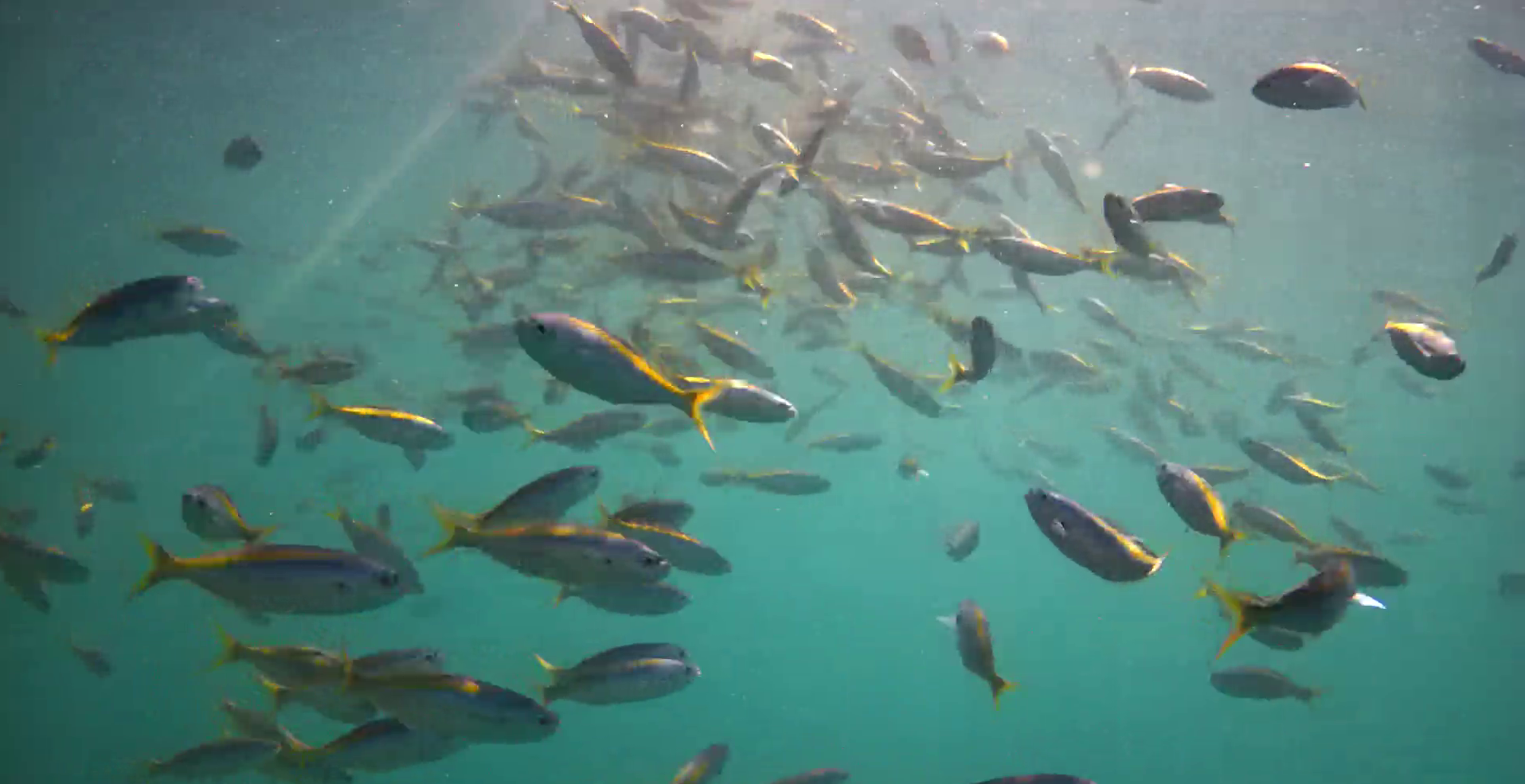 重寺港　水中写真