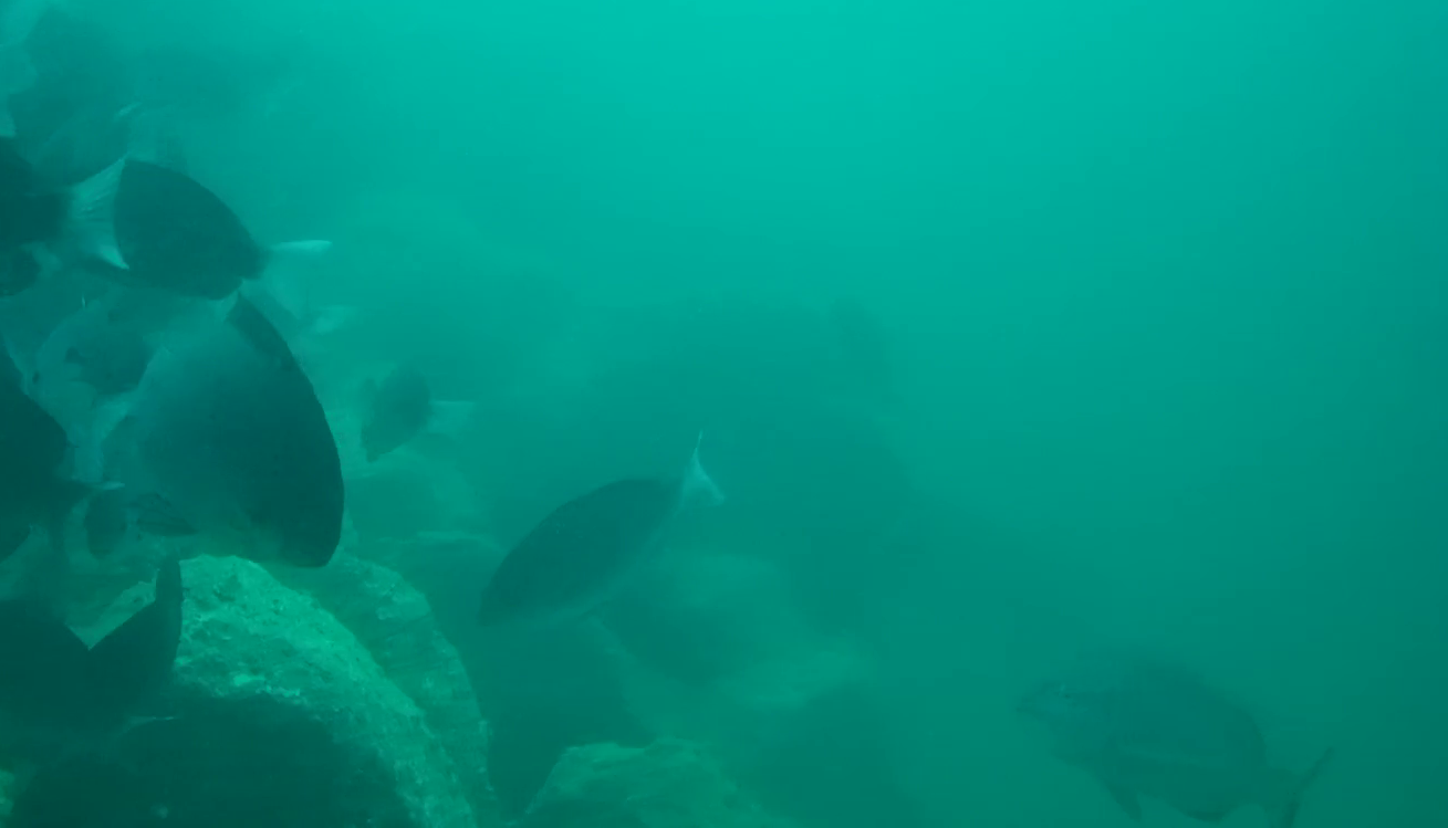 重寺港　水中写真