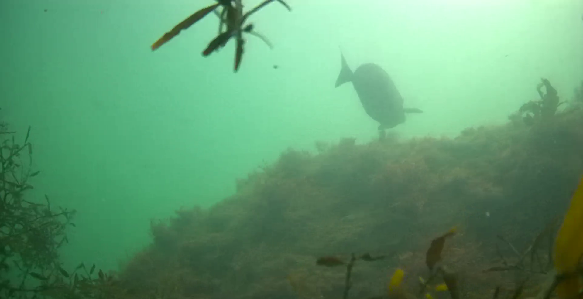 小戸港　水中映像