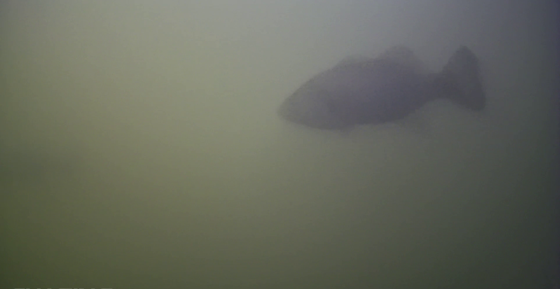 相模湖　貝沢　水中映像　ブラックバス