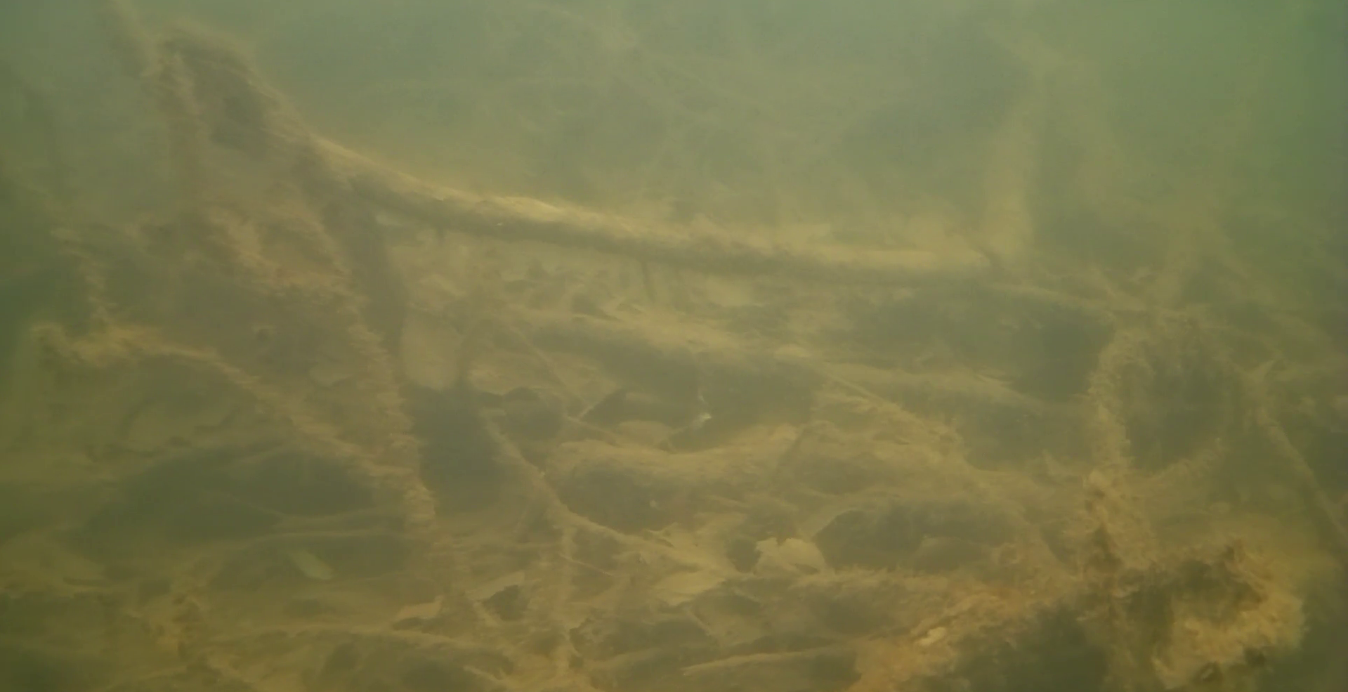 相模湖　矢沢ワンド　水中映像