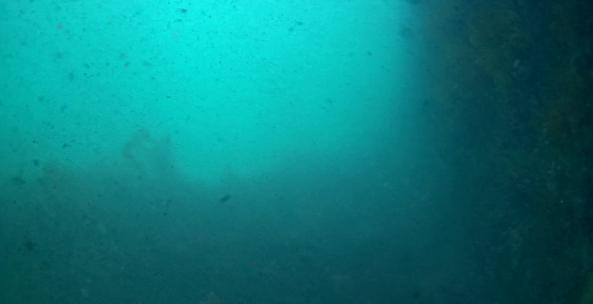 見高港　水中映像