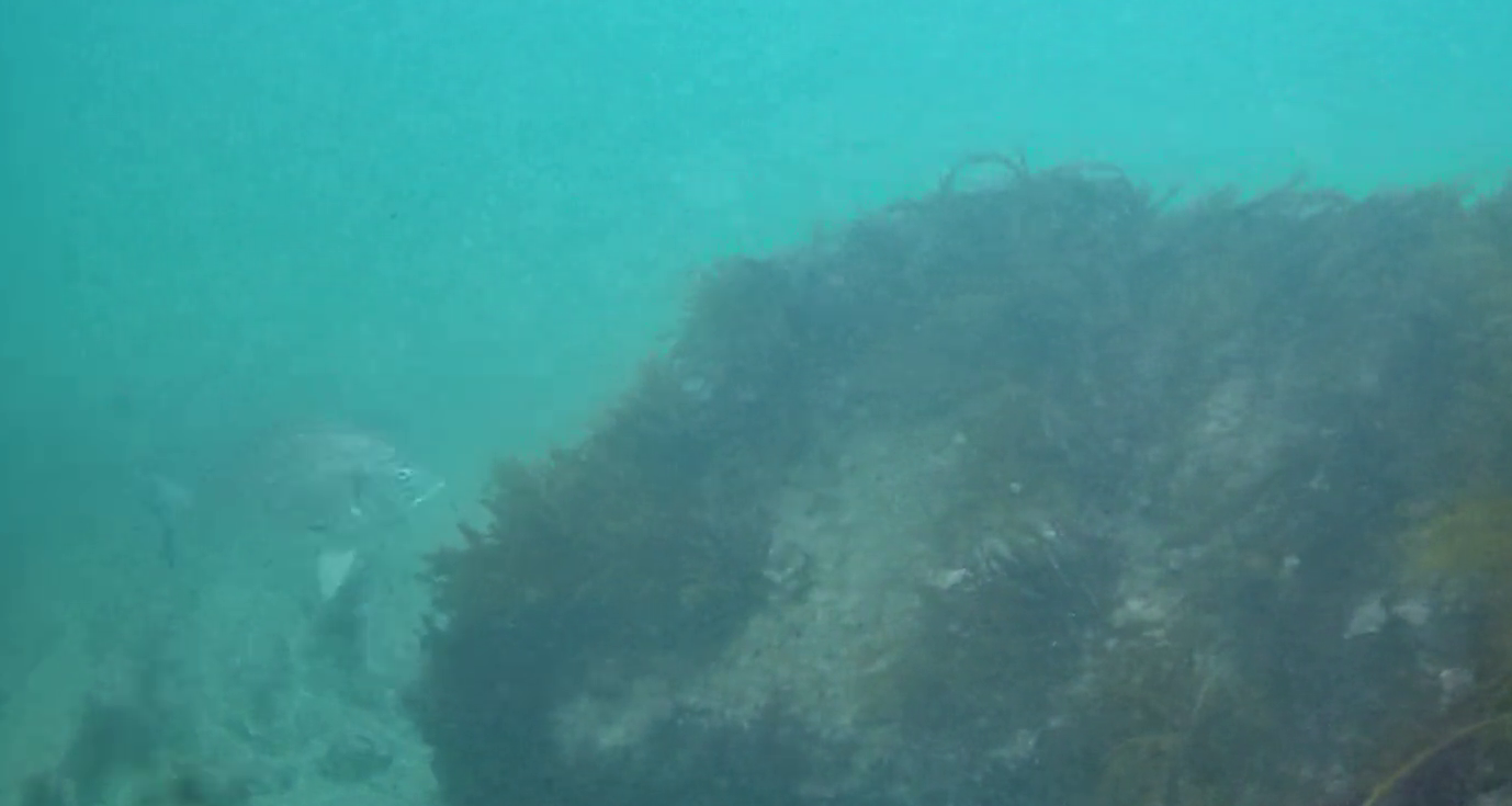 見高港　水中映像