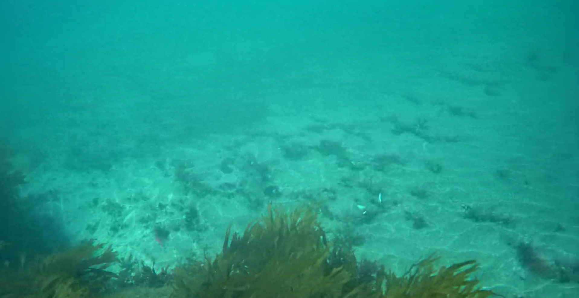 見高港　水中映像