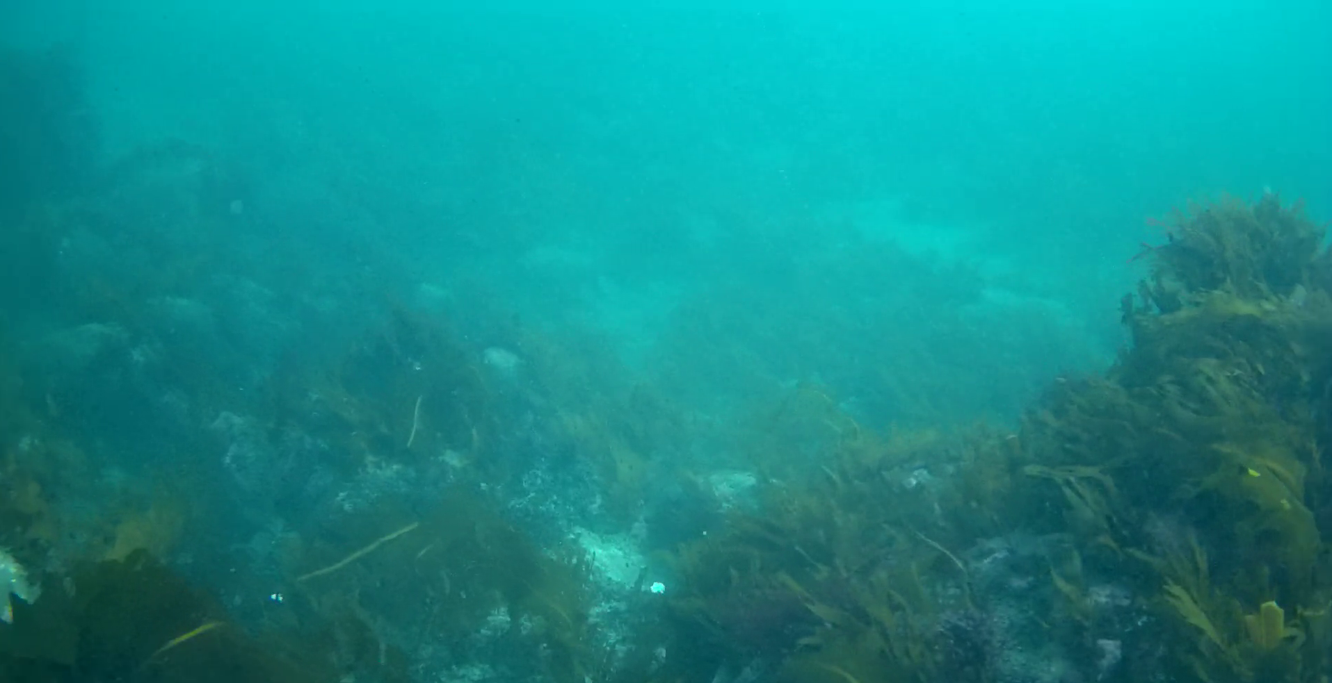 見高港　水中映像
