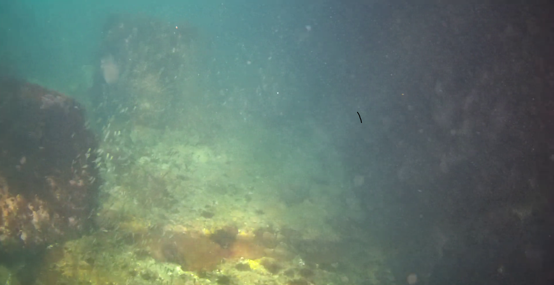 菖蒲沢港　水中映像