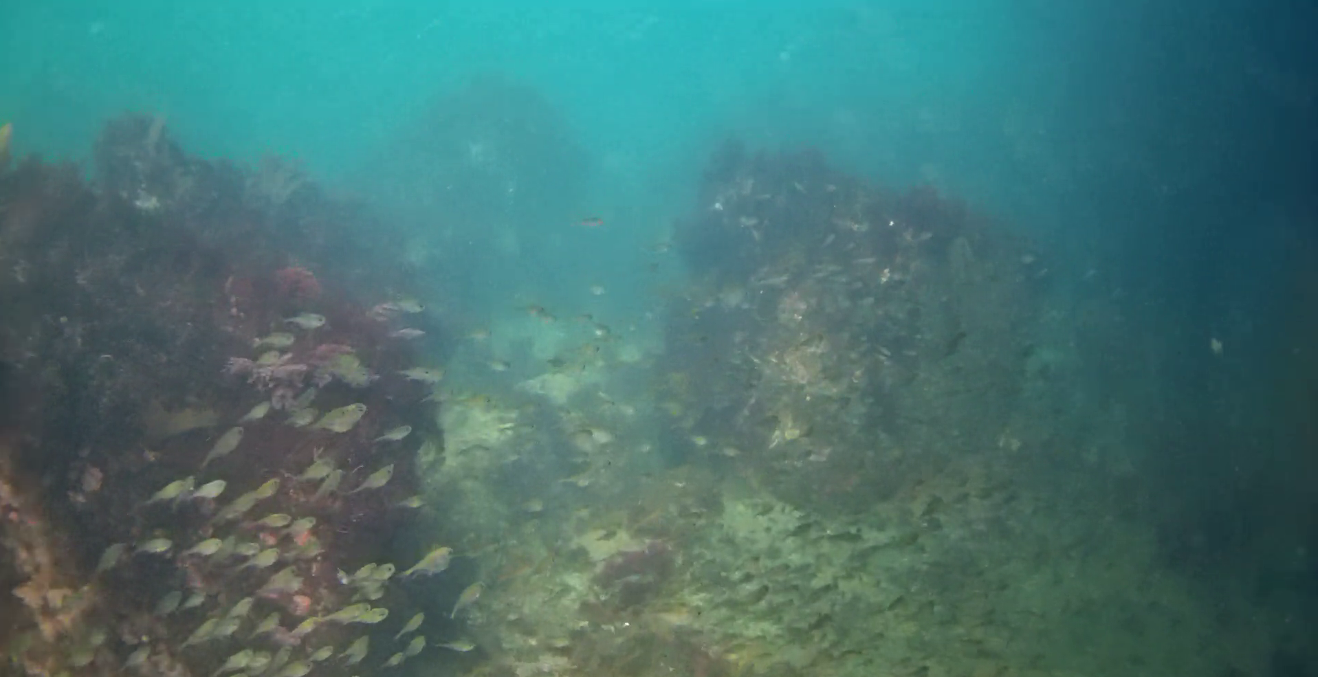 菖蒲沢港　水中映像