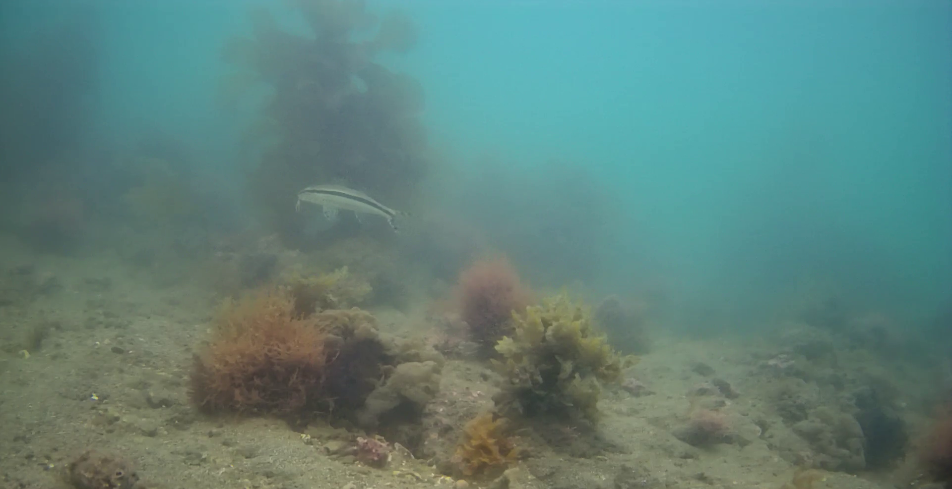 油壷京急マリーナ前　白須護岸　水中映像