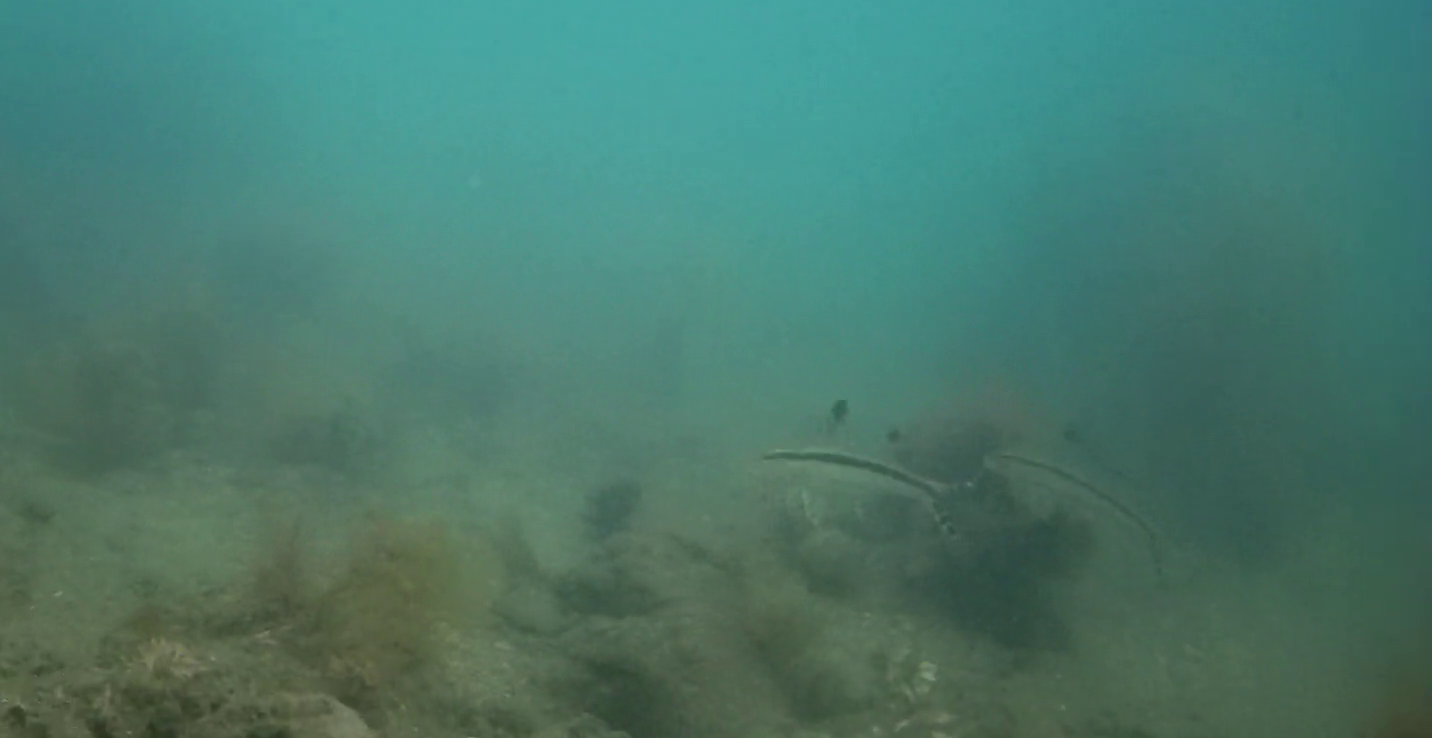 油壷京急マリーナ前　白須護岸　水中映像