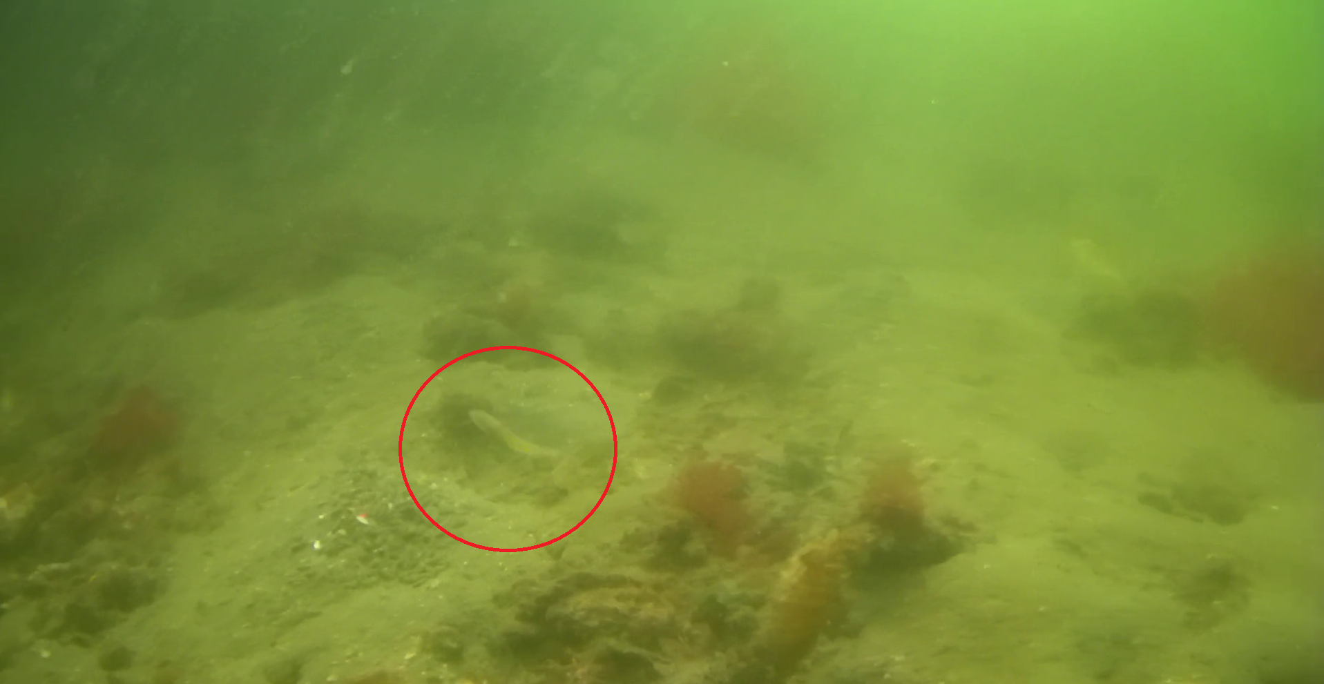 陸軍桟橋　水中映像