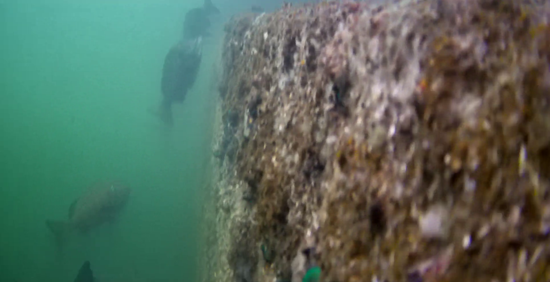 MARINE & WALK YOKOHAMA　釣り　水中映像