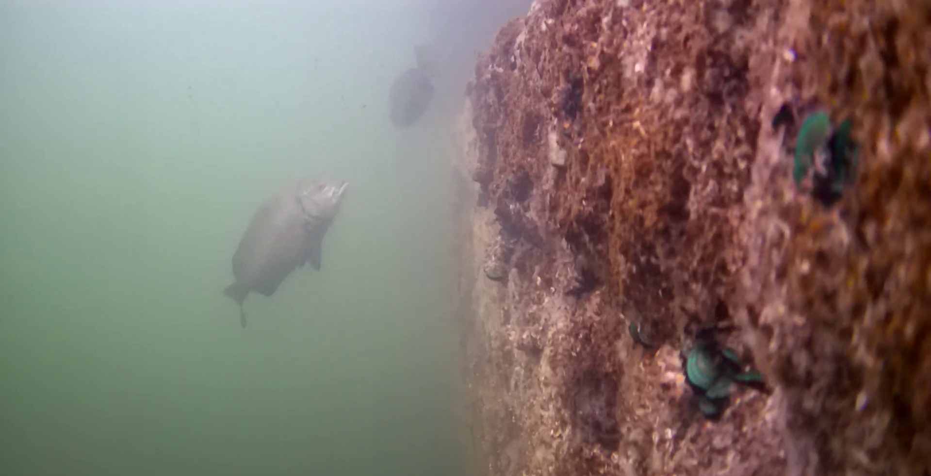 MARINE & WALK YOKOHAMA　釣り　水中映像