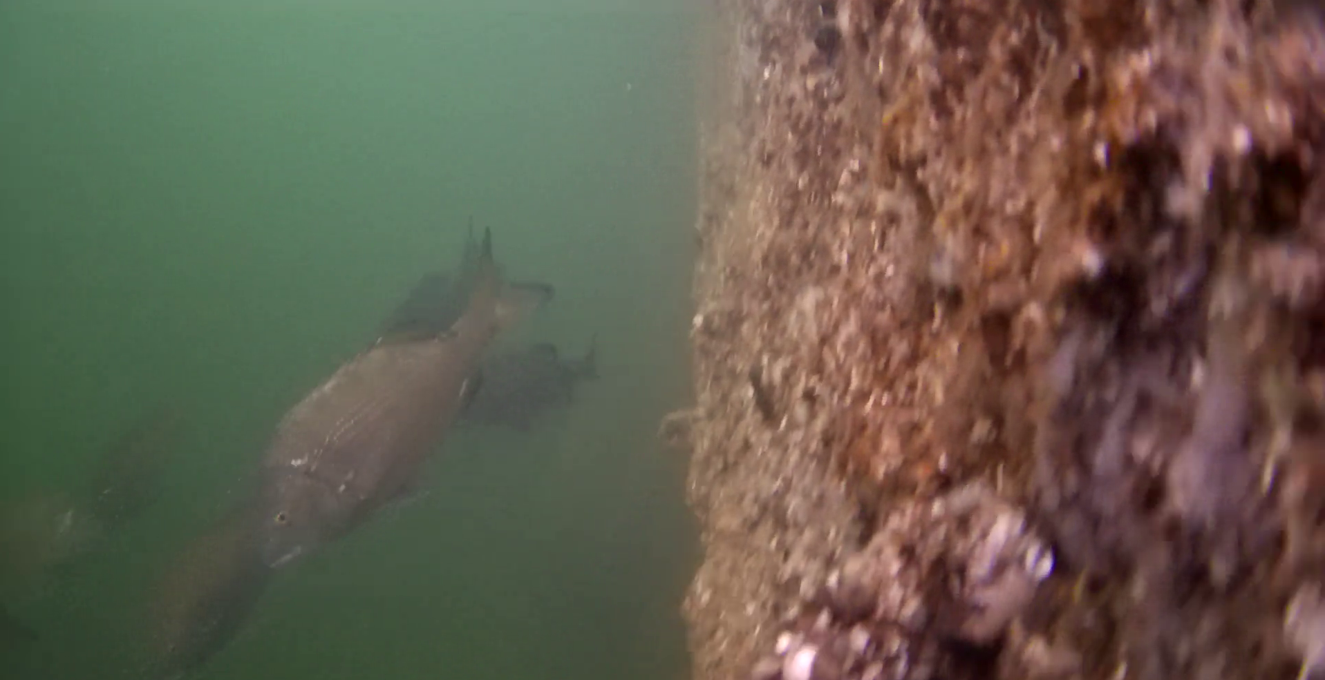 MARINE & WALK YOKOHAMA　釣り　水中映像