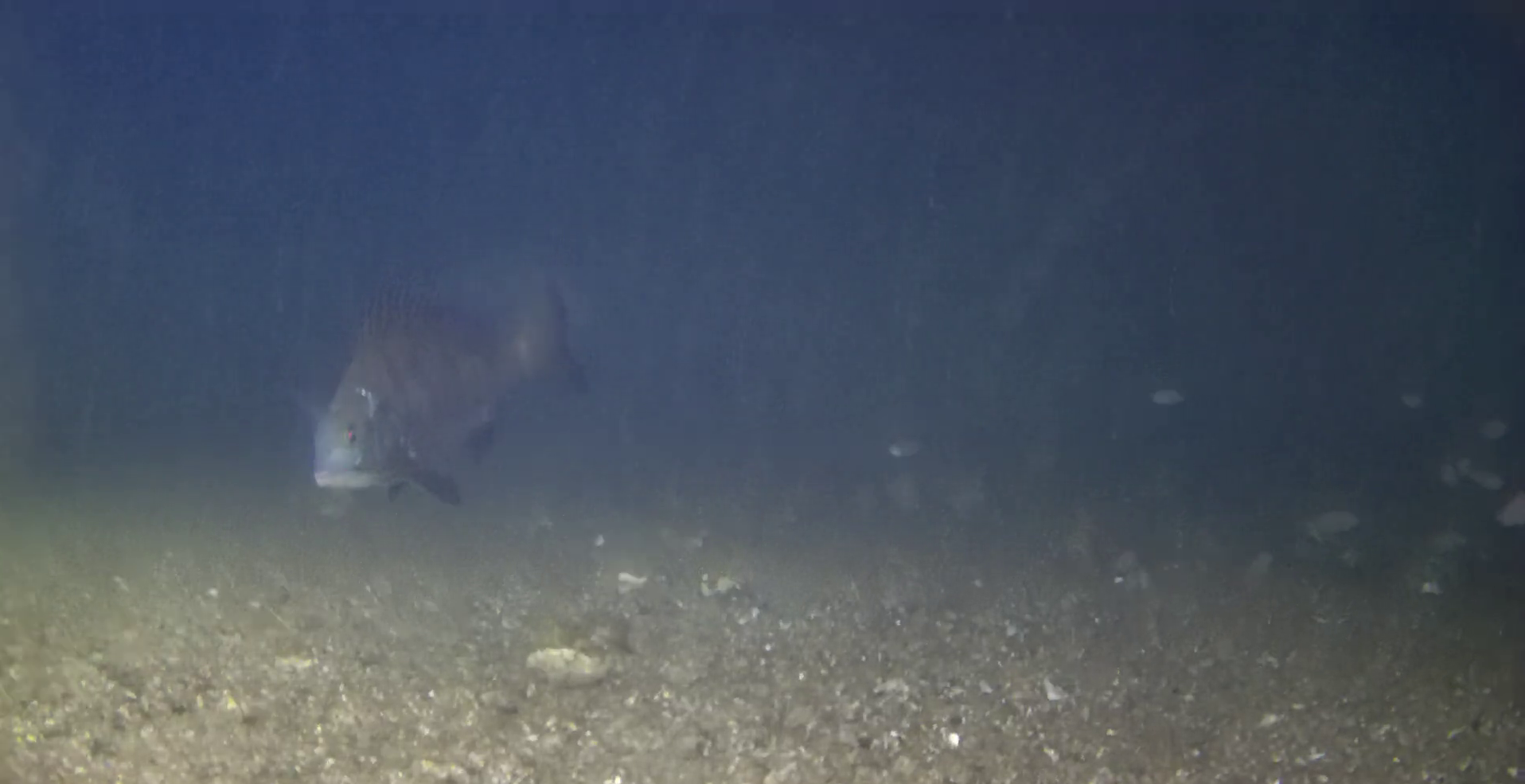 MARINE & WALK YOKOHAMA　釣り　水中映像