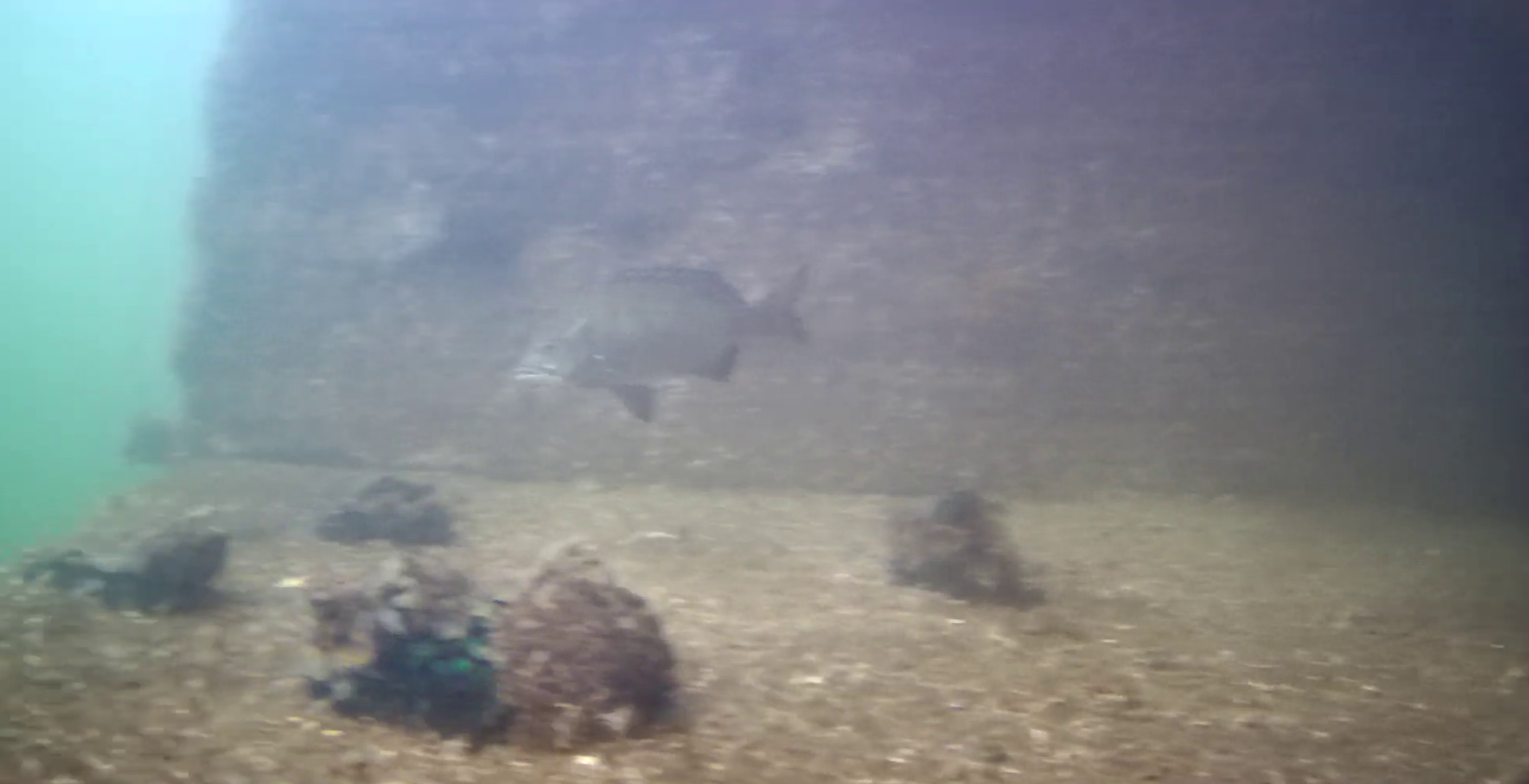 MARINE & WALK YOKOHAMA　釣り　水中映像