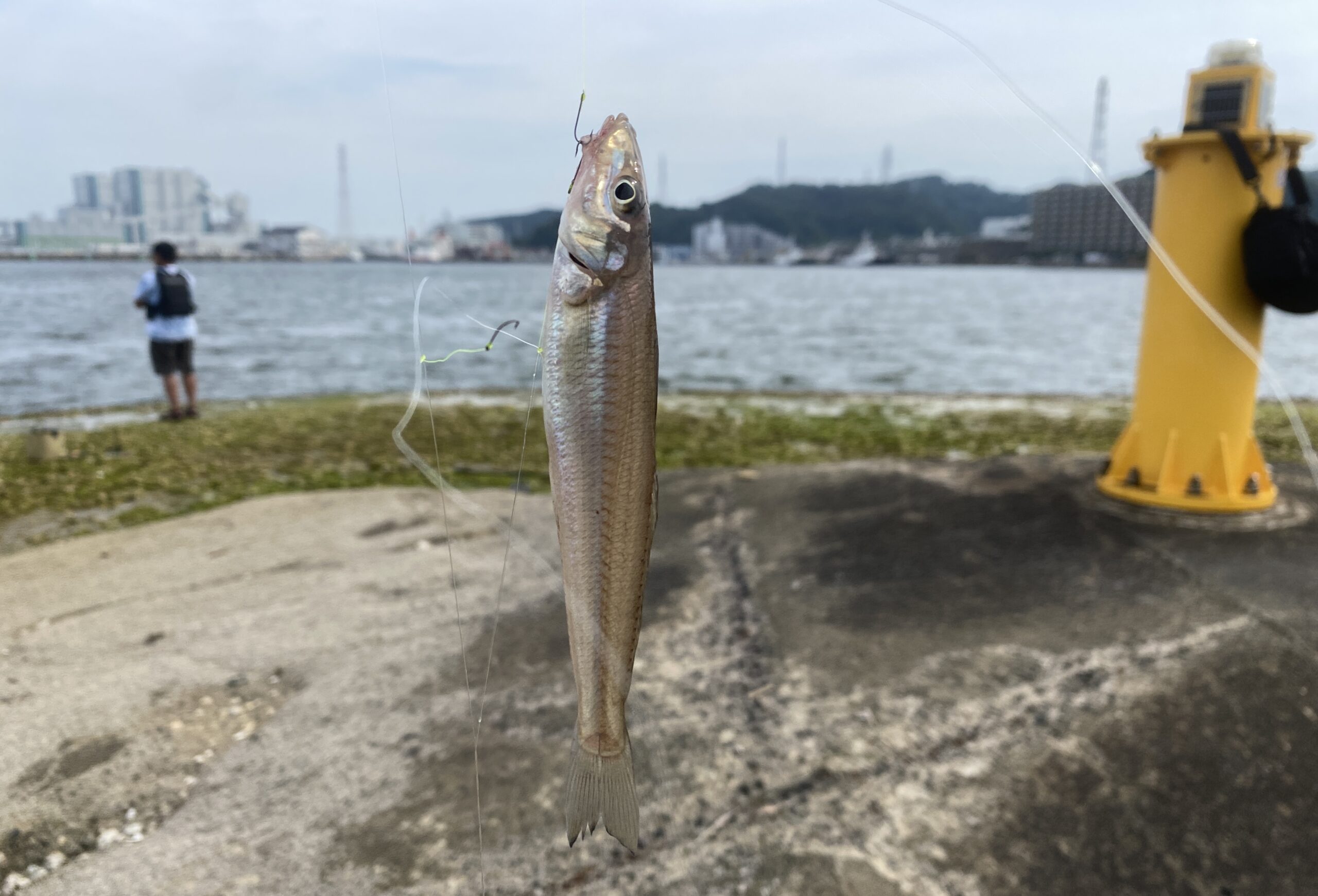 平作川河口　釣果　シロギス