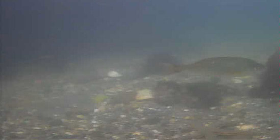 平作川河口　水中映像