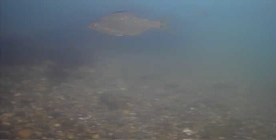 平作川河口　水中映像