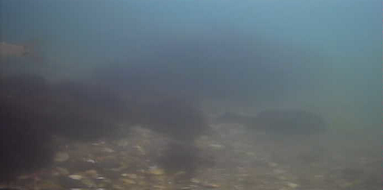 平作川河口　水中映像