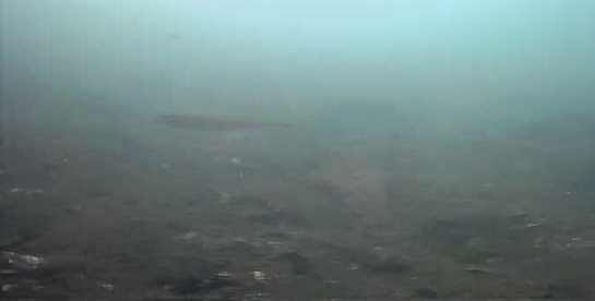 平作川河口　水中映像