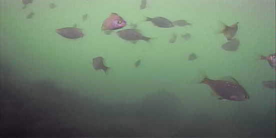 平作川河口　水中映像