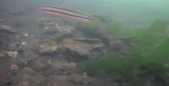 平作川河口　水中映像