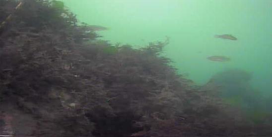 平作川河口　水中映像