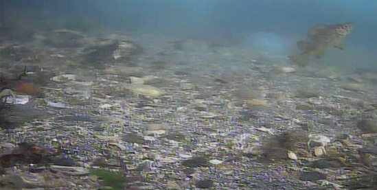 平作川河口　水中映像