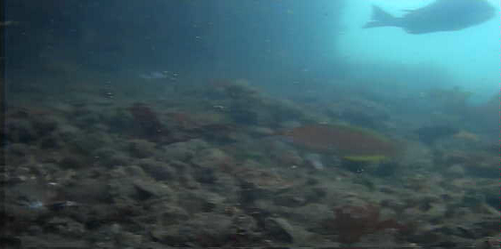 陸軍桟橋　水中映像