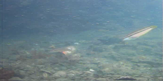 陸軍桟橋　水中映像