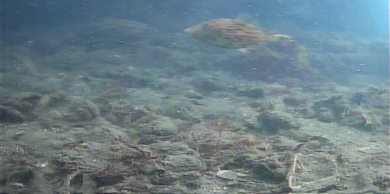 陸軍桟橋　水中映像