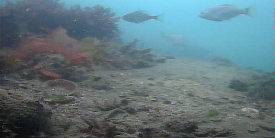 陸軍桟橋　水中映像