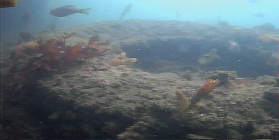 陸軍桟橋　水中映像