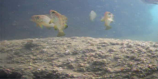 陸軍桟橋　水中映像