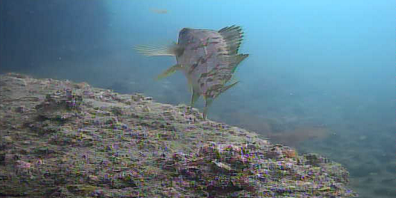 陸軍桟橋　水中映像