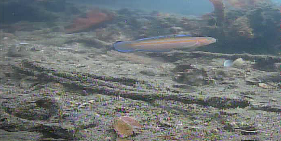 陸軍桟橋　水中映像