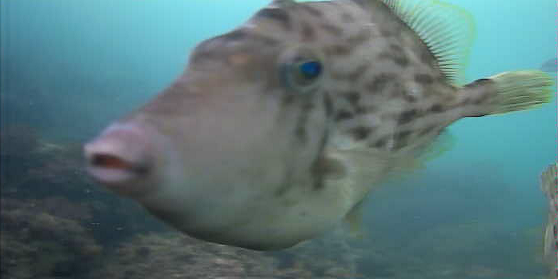 陸軍桟橋　水中映像
