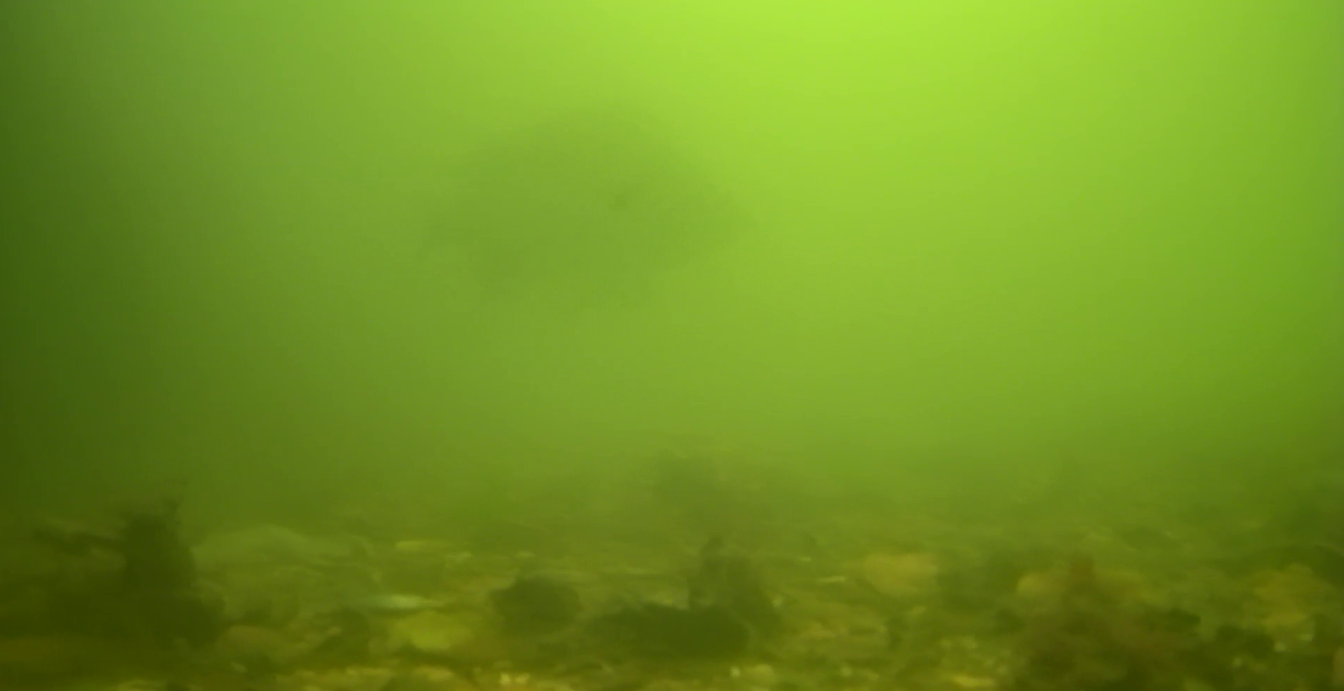 平作川河口　水中映像