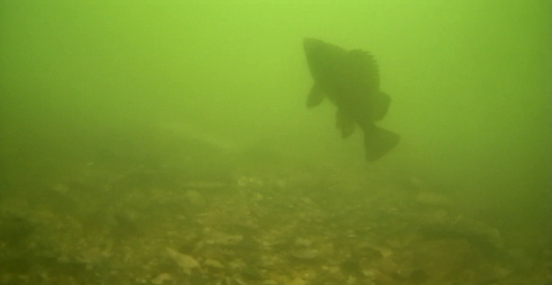 平作川河口　水中映像