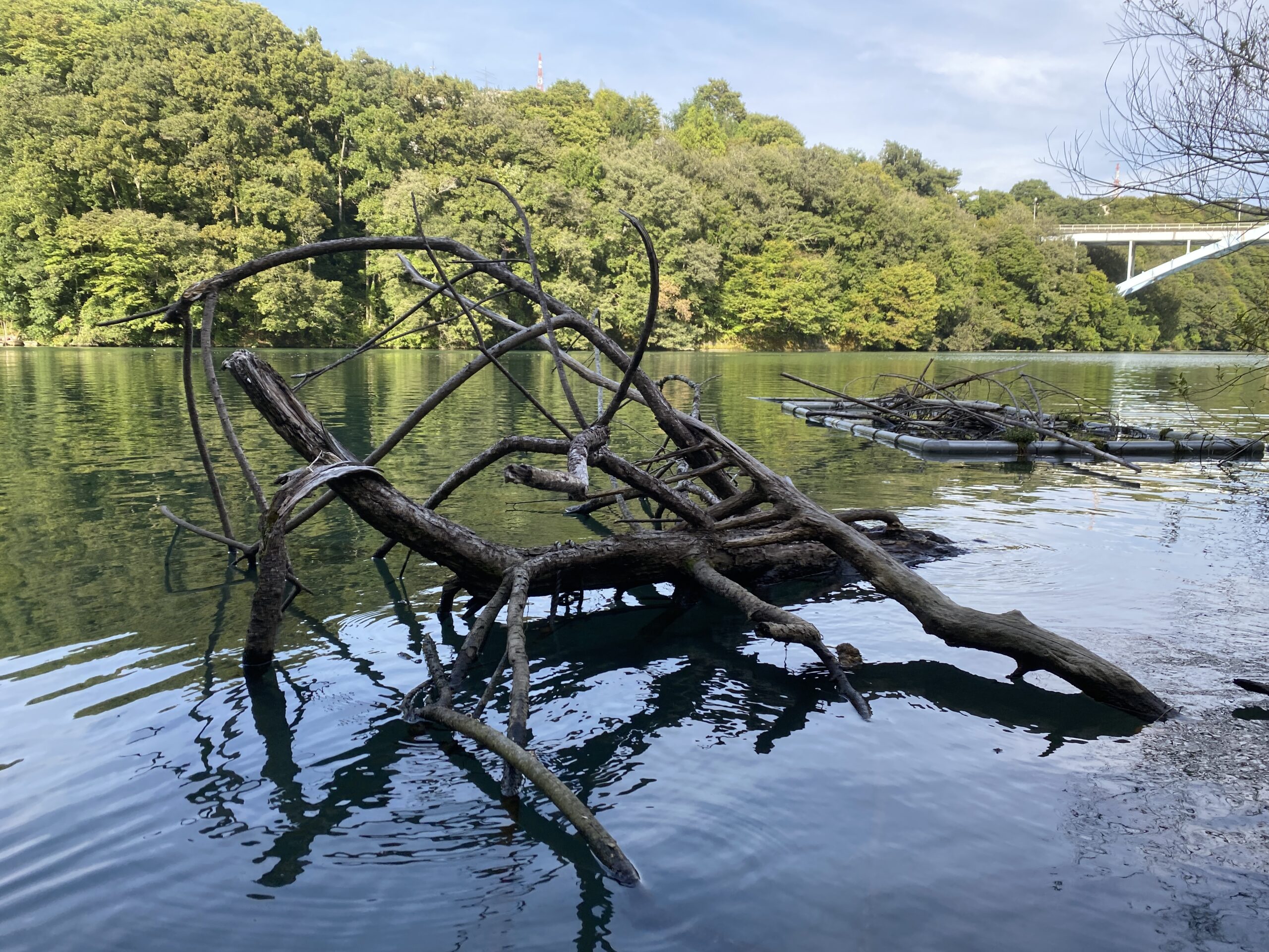 相模湖　バス釣り　弁天橋下